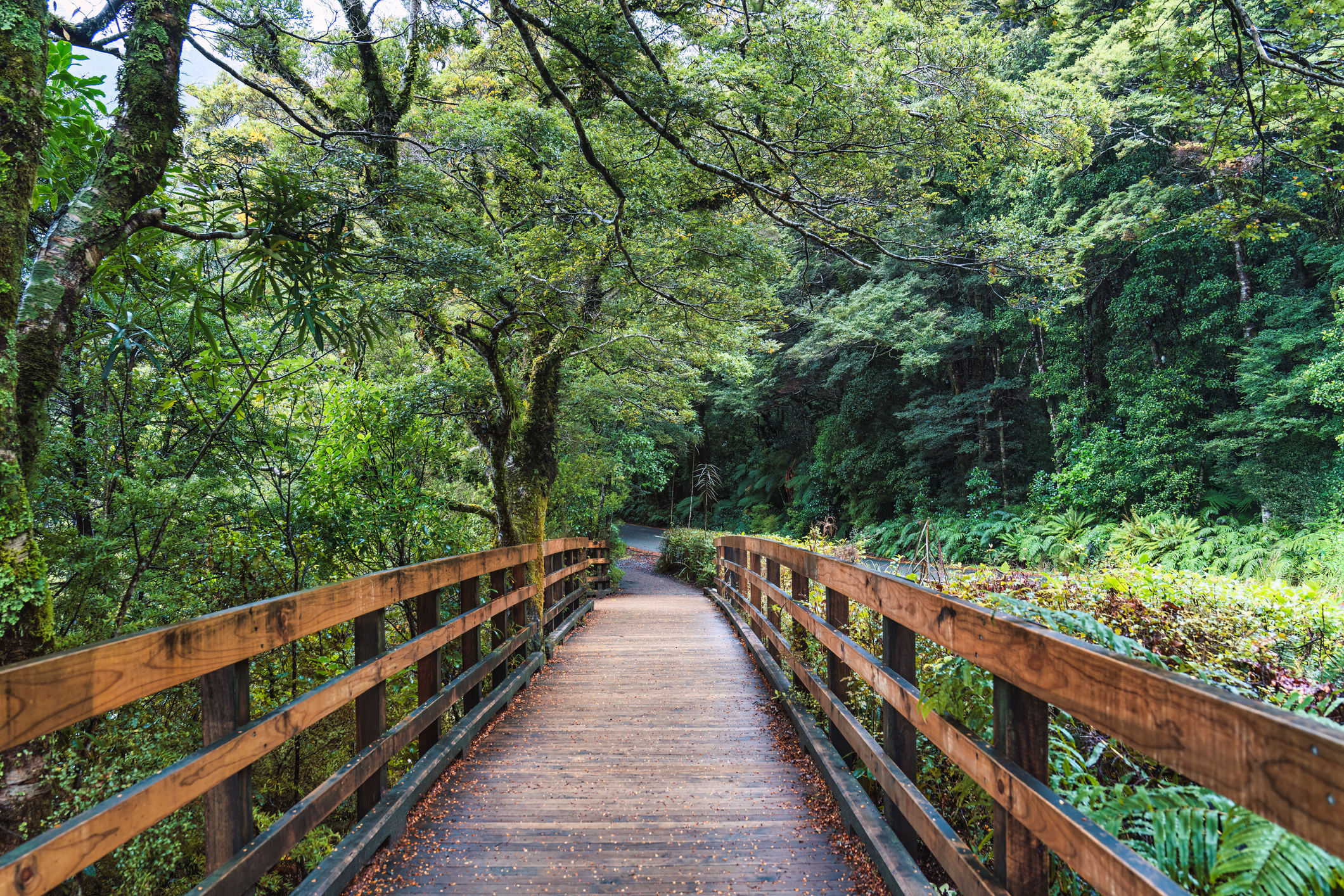 Wooden footpath with tropical rainforest covered in New Zealand